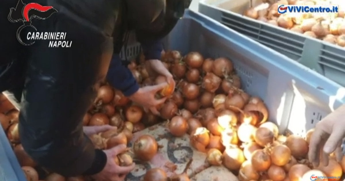 NAPOLI E PROVINCIA, tonnellate di droga nei bins di frutta