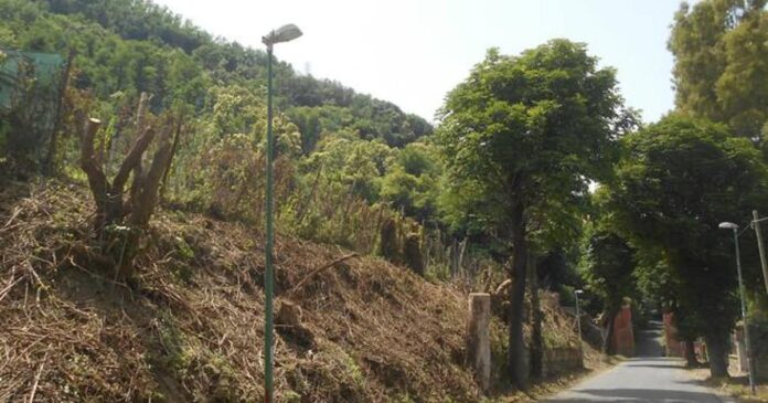 Reggia di Quisisana, taglio alberi scavalca leggi