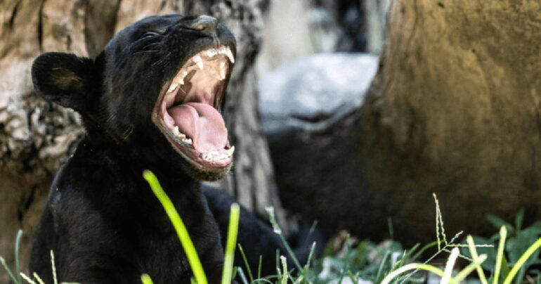 Victor: Il Ruggito Nero di Napoli!