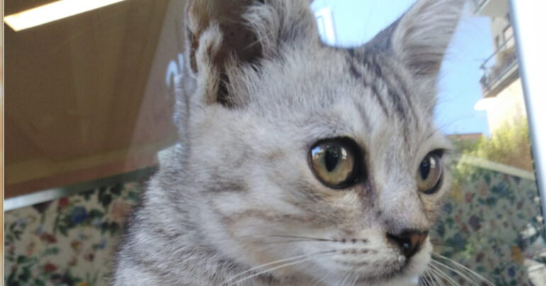 Castellammare di Stabia: Gattino Salvato dai Vigili Urbani!