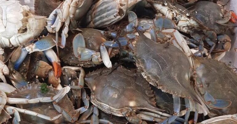 Il granchio blu invade Napoli