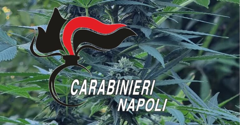 Operazione Antidroga sui Monti Lattari: 280 Piante di Marijuana Sequestrate dai Carabinieri