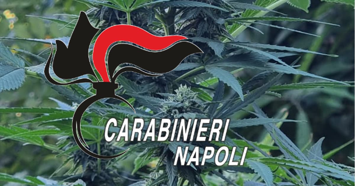 Operazione Antidroga sui Monti Lattari, distrutte piante di Marijuana