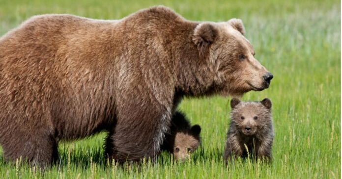 orsa marsicana con i piccoli