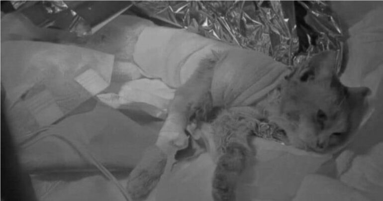 Angri è sotto shock: Gatto scuoiato vivo e abbandonato in strada