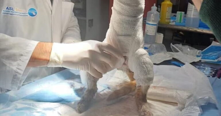 Morto Leone, il Gatto Scuoiato Vivo: Triste Epilogo a 4 Giorni di Agonia