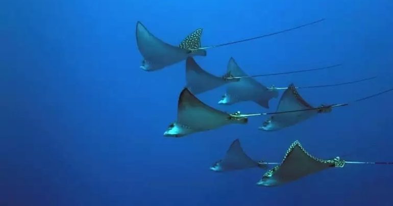 Avvistamento Aquile di Mare: Spettacolo Naturale a Castellammare di Stabia