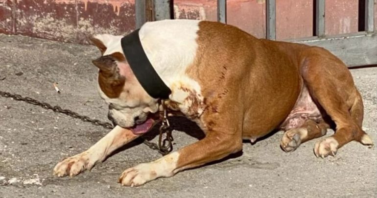Bambina di 8 anni attaccata da due pitbull a Pompei: ferite lievi, paura in città
