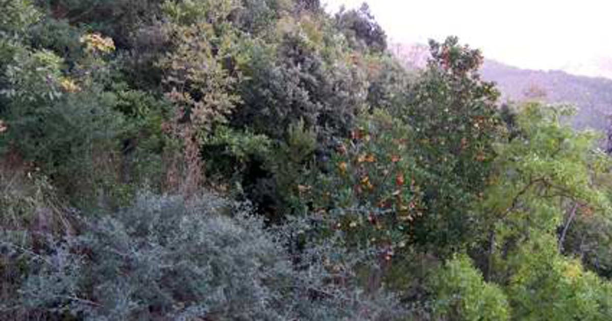 Macchia mediterranea divorata dalle fiamme a Castellammare di Stabia