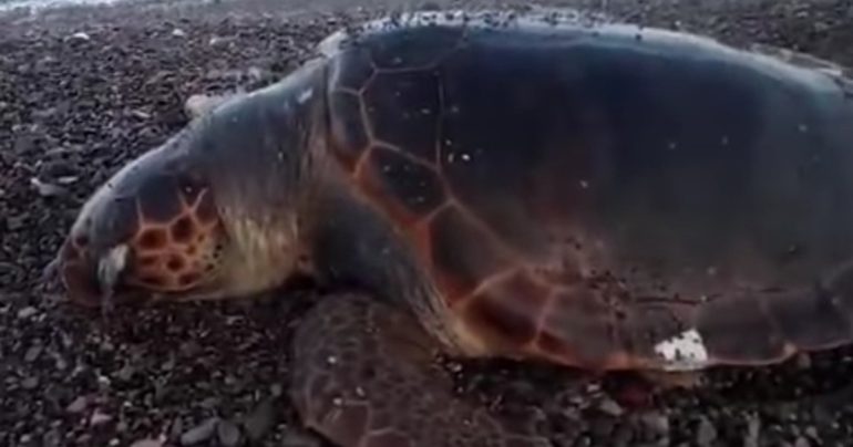 Tartaruga marina morta sul litorale stabiese, spiaggia via De Gasperi – VIDEO