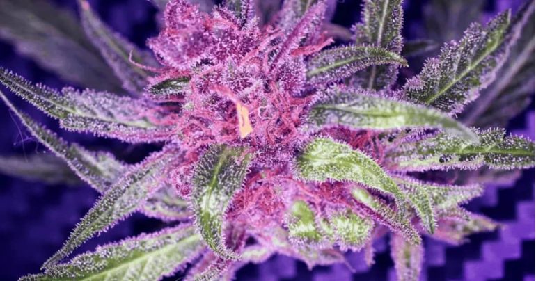 Arresto e Sequestro di “Purple Weed” nei Monti Lattari: Operazione dei Carabinieri di Castellammare di Stabia