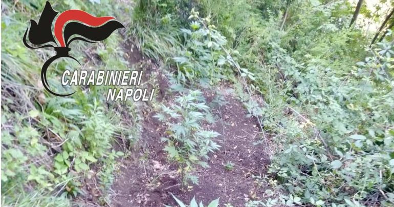 Carabinieri scoprono 100 piante di canapa indiana a Castellammare e Gragnano
