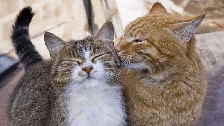 Gatti avvelenati a Torre Annunziata: 14 felini trovati morti, strage in via Gambardella