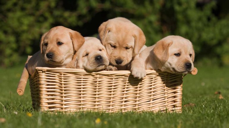 Bonus animali domestici: come funziona? Te lo spiega Petz.it, il portale dedicato agli animali