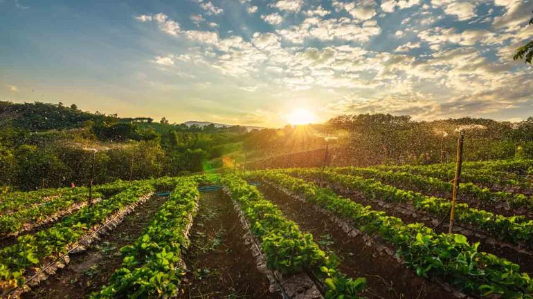 Agricoltura e innovazione: come le nuove tecnologie stanno trasformando la gestione dei terreni