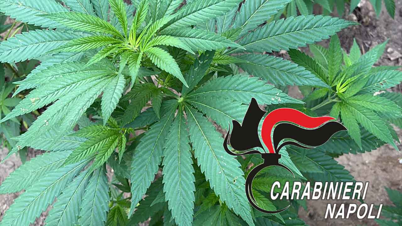 Cannabis Carabinieri Monti lattari 17.06.2025
