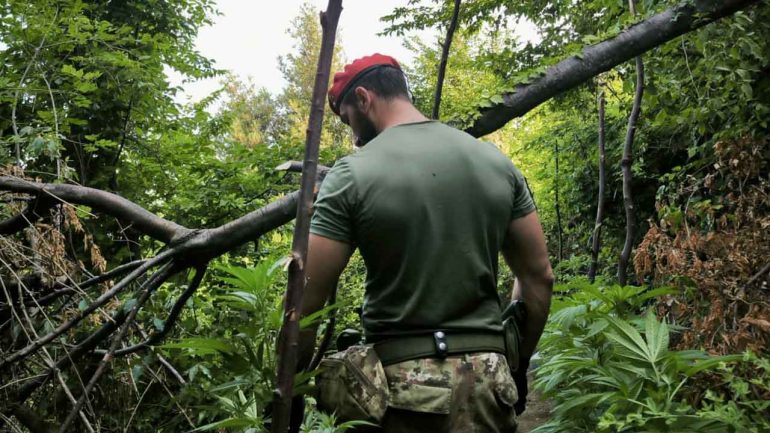 Lettere: Smantellata piantagione di Cannabis con cunicoli sotterranei. Sequestrate 267 piante