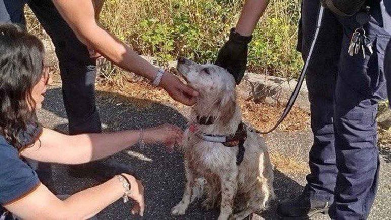 La polizia locale di Roma Capitale salva un cane dall’annegamento: Gilda è il nome del setter di 11 anni