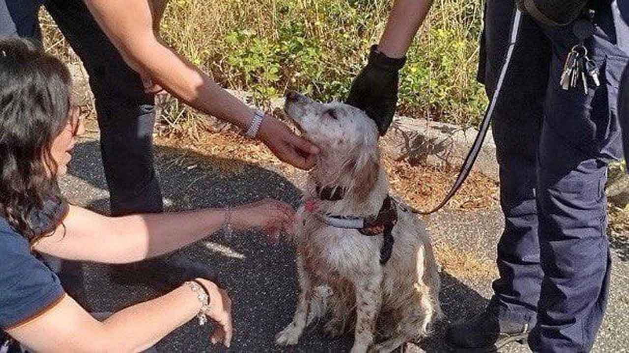 cane setter annegamento