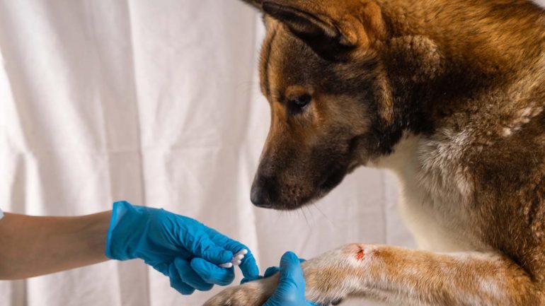Ferite e piccoli traumi negli animali domestici: come riconoscerli e gestirli al meglio