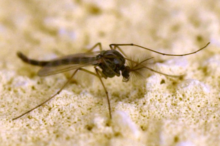 West Nile, dove si concentrano i focolai: il caso Campania