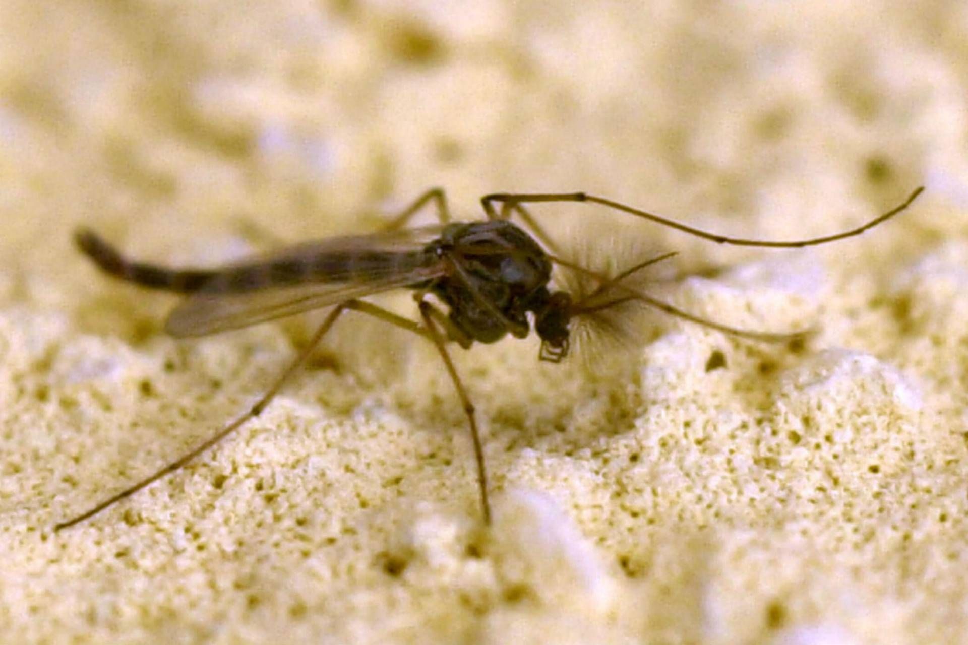 West Nile, dove si concentrano i focolai: il caso Campania