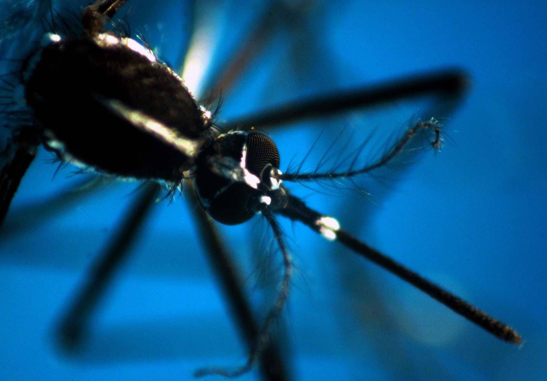West Nile, altre 2 vittime in Campania. Dodici nuovi casi nel Lazio