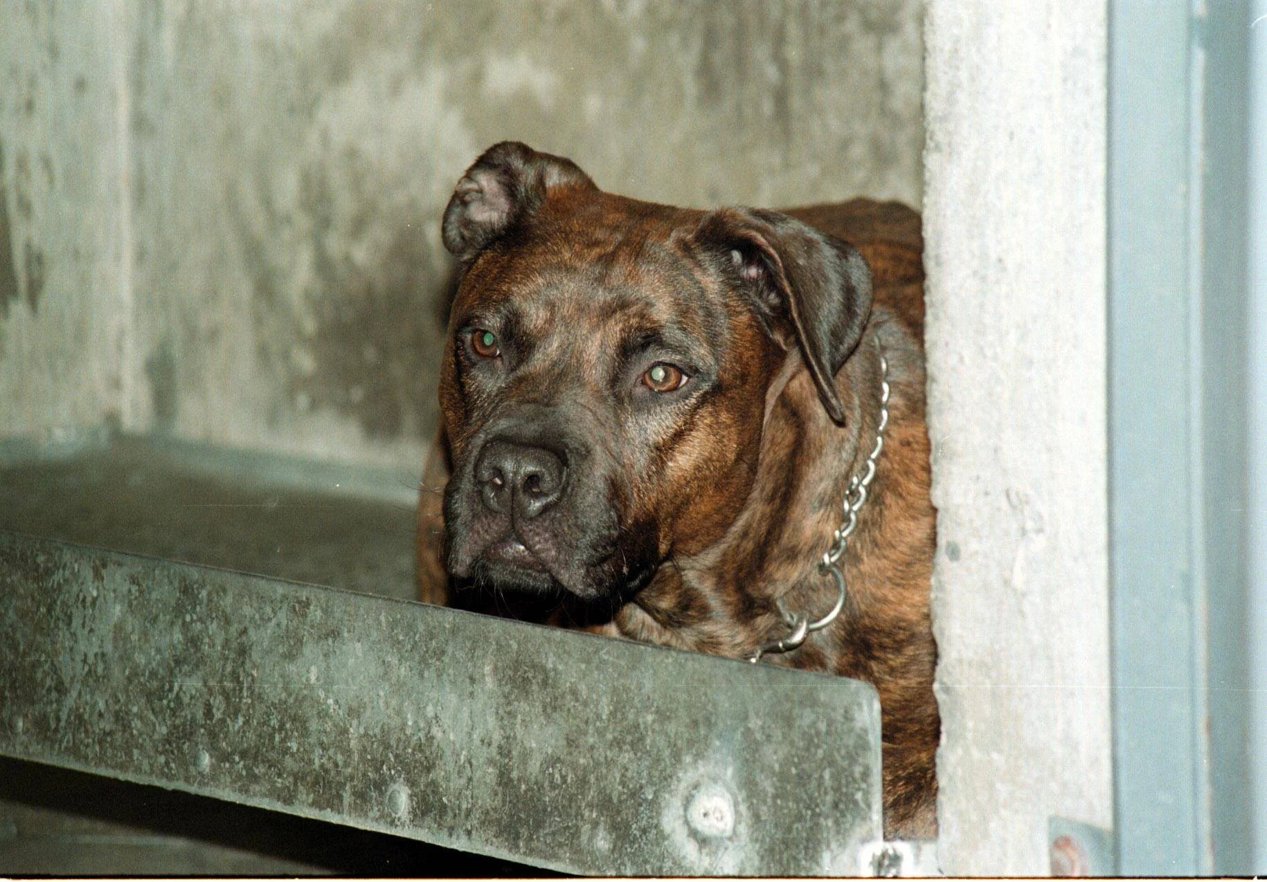 Azzannato al volto dal pitbull di casa, ferito bimbo di 13 mesi
