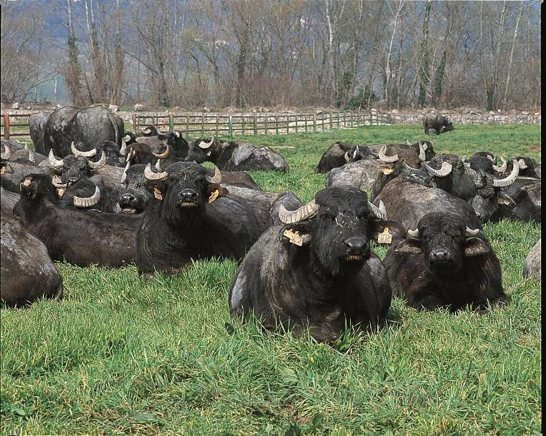Sanremo in stalla, 250 bufale ascolteranno i brani in gara