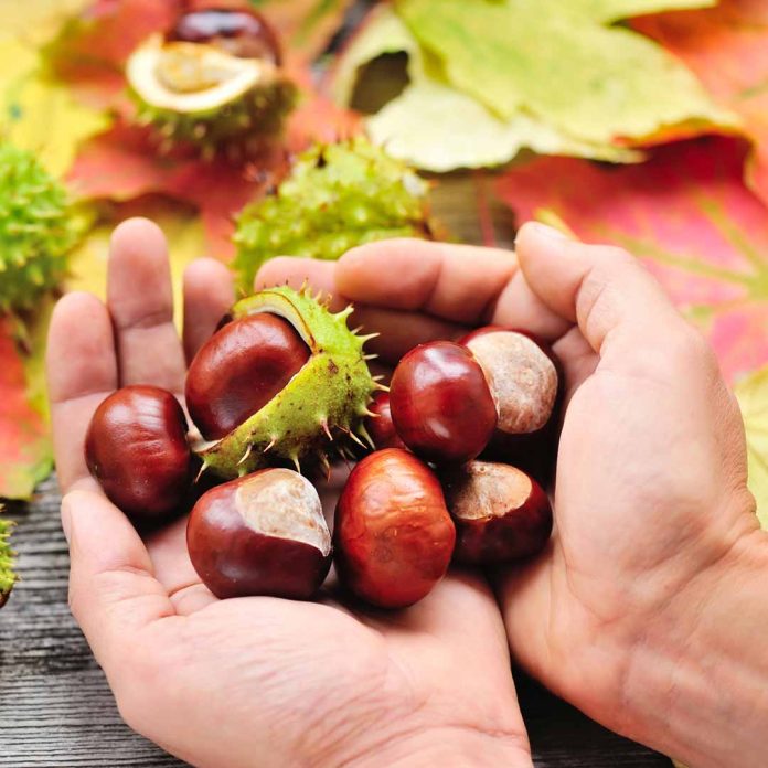 Castagna Depositphotos_88705016_L