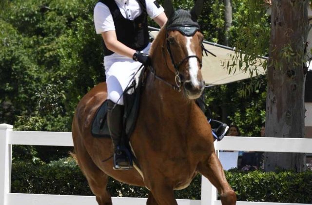 L’anno d’oro di Vittorio Renato Suarato: il talento stabiese conquista l’equitazione campana e nazionale