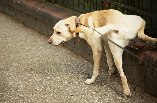 Castellammare, deiezioni liquide dei cani non lavate: Fioccano i primi 4 verbali per i padroni non rispettosi