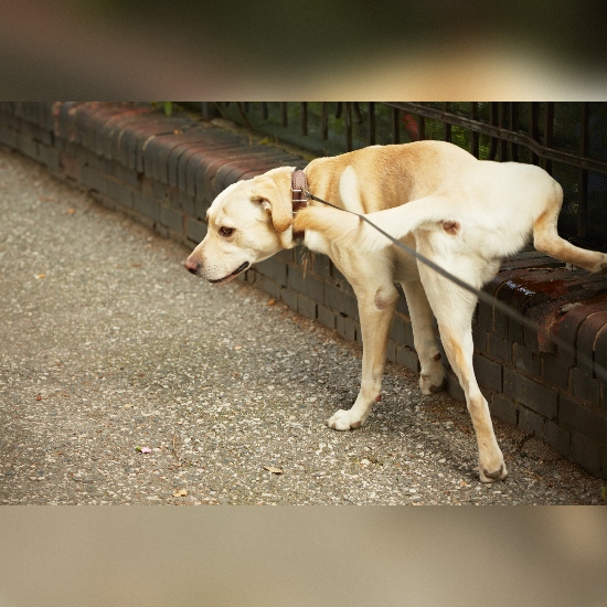 Deiezioni Liquide Cane Depositphotos_22880926_L