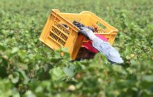 Tre euro l’ora, turni di 14 ore e nessun riposo: così due imprenditori sfruttavano i braccianti irregolari