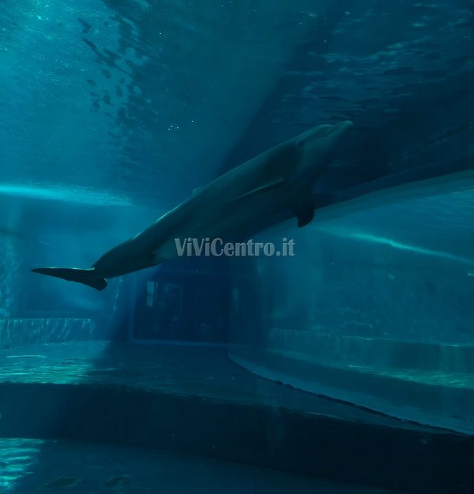 Acquario di Genova (8)