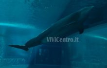 Acquario di Genova (8)