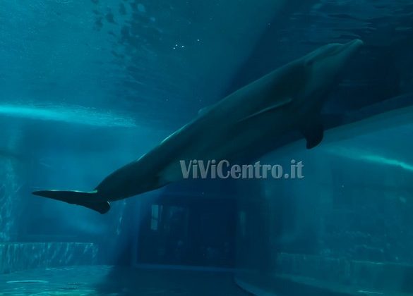Acquario di Genova (8)