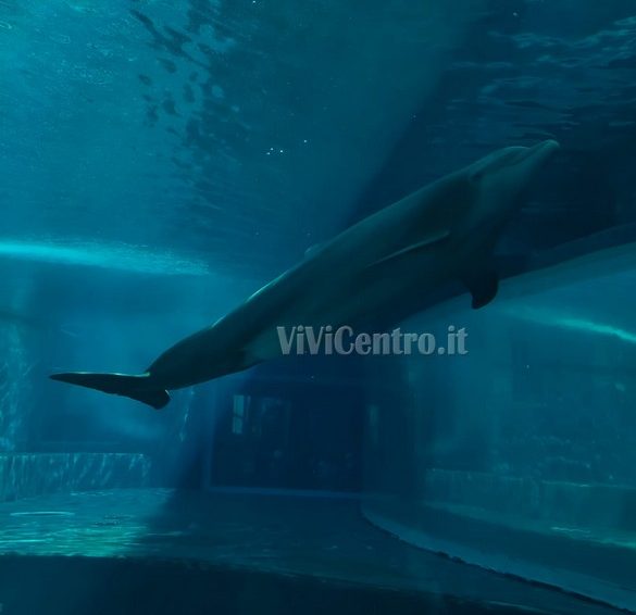 Acquario di Genova (8)