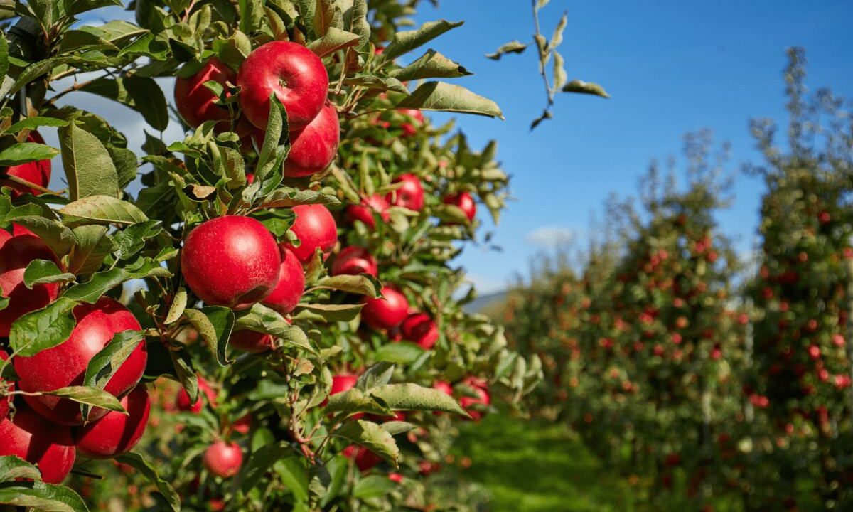 Agricoltura, Italia sul tetto del mondo: export di mele da primato per il secondo anno consecutivo
