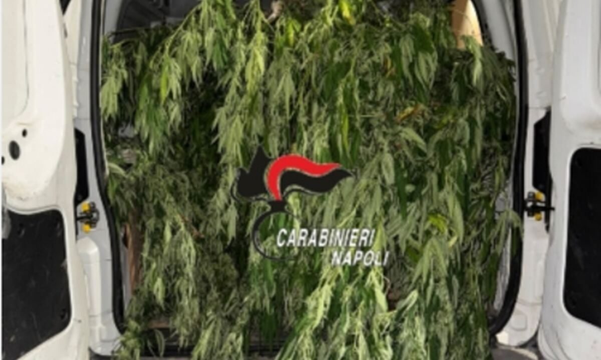 Torre Annunziata, blitz antidroga: sequestrati oltre 700 grammi di marijuana e nove piante di cannabis