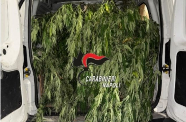 Torre Annunziata, blitz antidroga: sequestrati oltre 700 grammi di marijuana e nove piante di cannabis