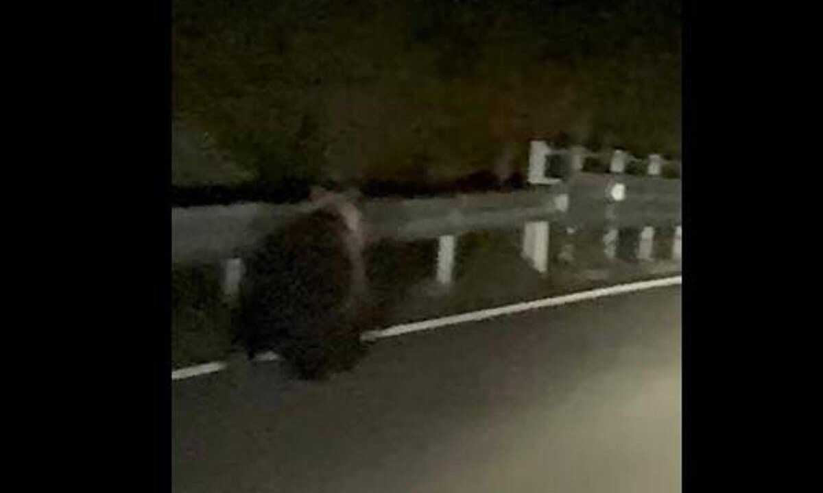 Orso avvistato a Enego, filmato sulla Valgadena: scattano i controlli del Dna