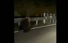 Orso avvistato a Enego, filmato sulla Valgadena: scattano i controlli del Dna