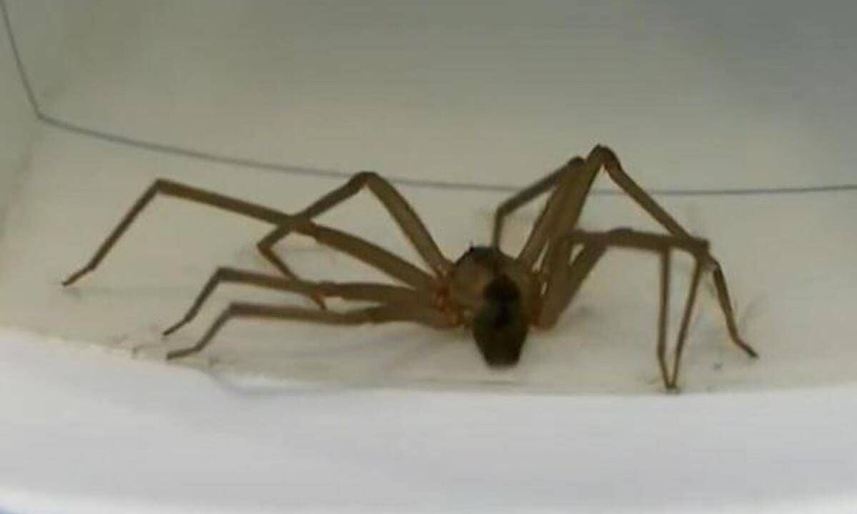 Ragno violino, come riconoscere la puntura: cosa succede se morde e cosa fare